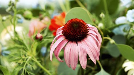 macro coneflower