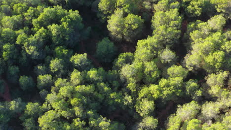 Bosque-De-Pinos-Toma-Aérea-Superior-Málaga-España-Día-Soleado-Hojas-Verdes