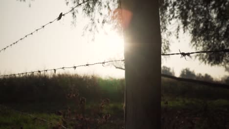 sunlit country fence