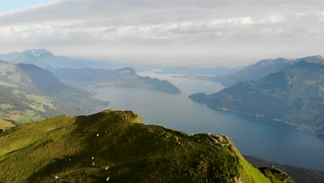 sobrevuelo aéreo sobre niederbauen chulm en uri, suiza, con vistas a las vacas pastando y los altos acantilados del pico de la montaña sobre el lago de lucerna en una mañana de verano en los alpes suizos