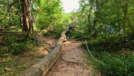 camino de la selva con puente de madera