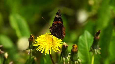 Roter-Admiral-schmetterling,-Der-Nektar-Auf-Gelber-Blume-Mit-Verschwommenem-Grünem-Hintergrund-Sammelt