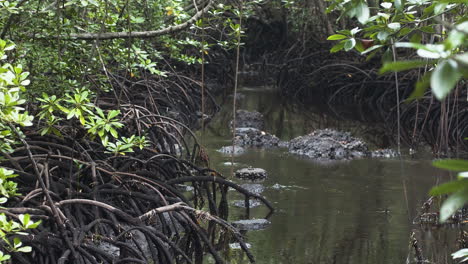 Small-stream-in-dense-mangrove-tree-root-jungle,-Zanzibar