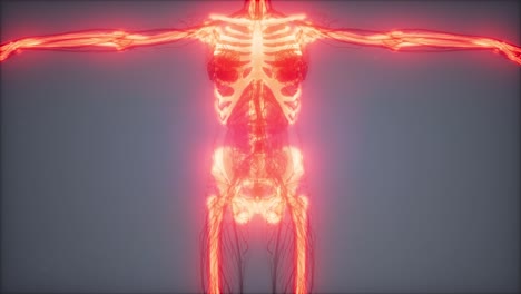 cuerpo humano transparente con huesos visibles
