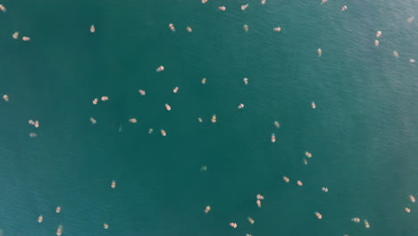 floating objects on the water's surface