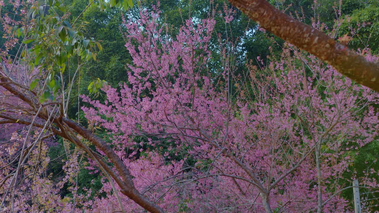 Pink Cherry Blossoms in a Forest