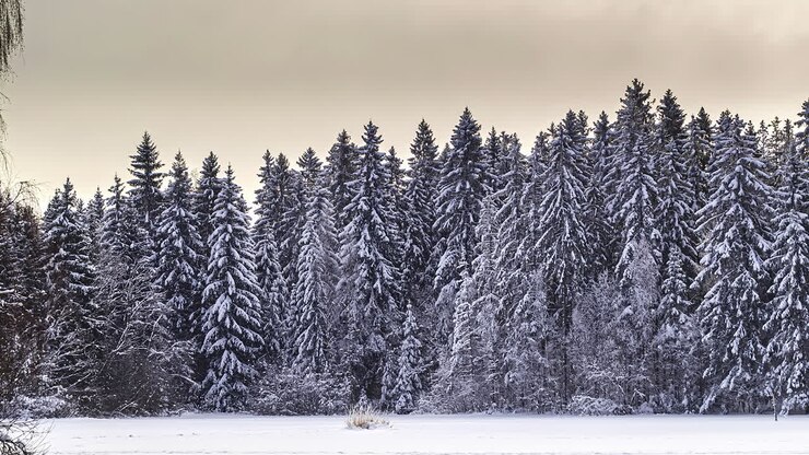 Frossen granskov i kold vinter med time-lapse af bevægende himmel om dagen