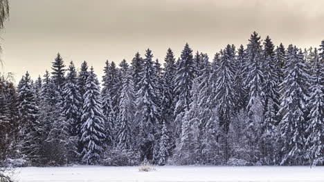 Frozen-spruce-forest-in-cold-winter-time-lapse-moving-sky-during-day