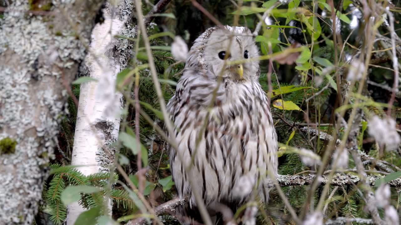 Owl perched on branch in forest, calm and serene atmosphere