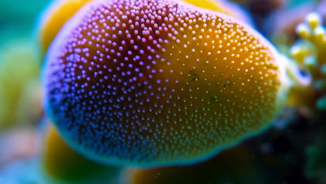 vibrant close-up of underwater coral or sea anemone