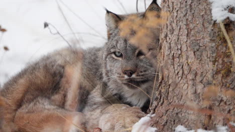 portrait of canada lynx resting behind tree during winter in the yukon territory of canada. close-up shot