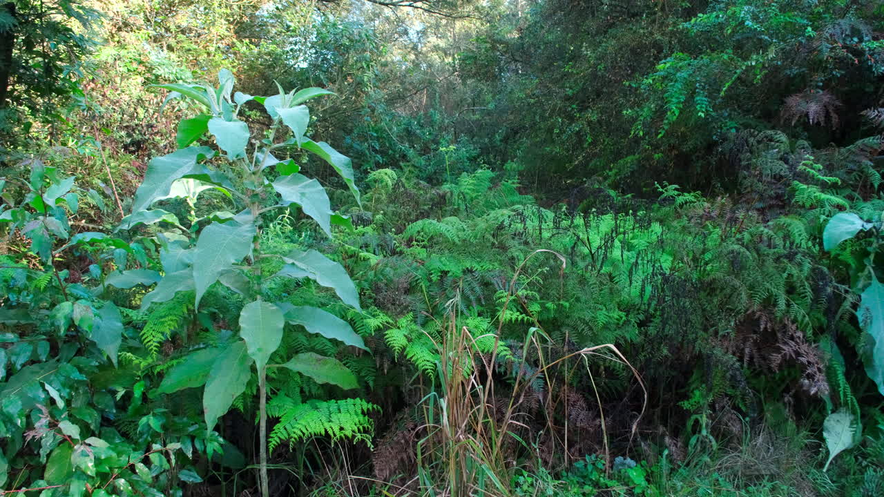 Lush foliage and green vegetation of pristine Garden Route forest, South Africa