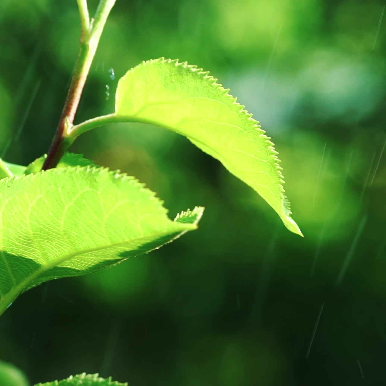 Rain drops fall on green leaf in the garden. Watering the green grass. Slow motion.