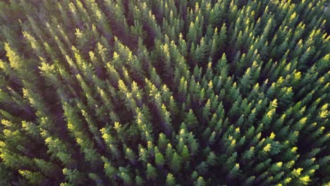 drone footage looking down on an angle at the top of a pine tree plantation with a setting sun shinning on the tips of the pines causing them to glow