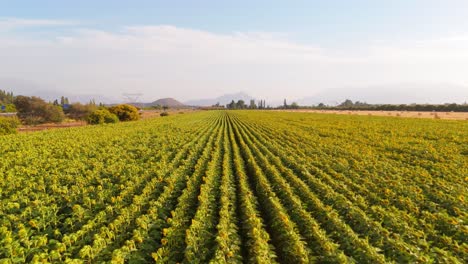 the bright glow of sunflower plantations, buin, metropolitan region, chile