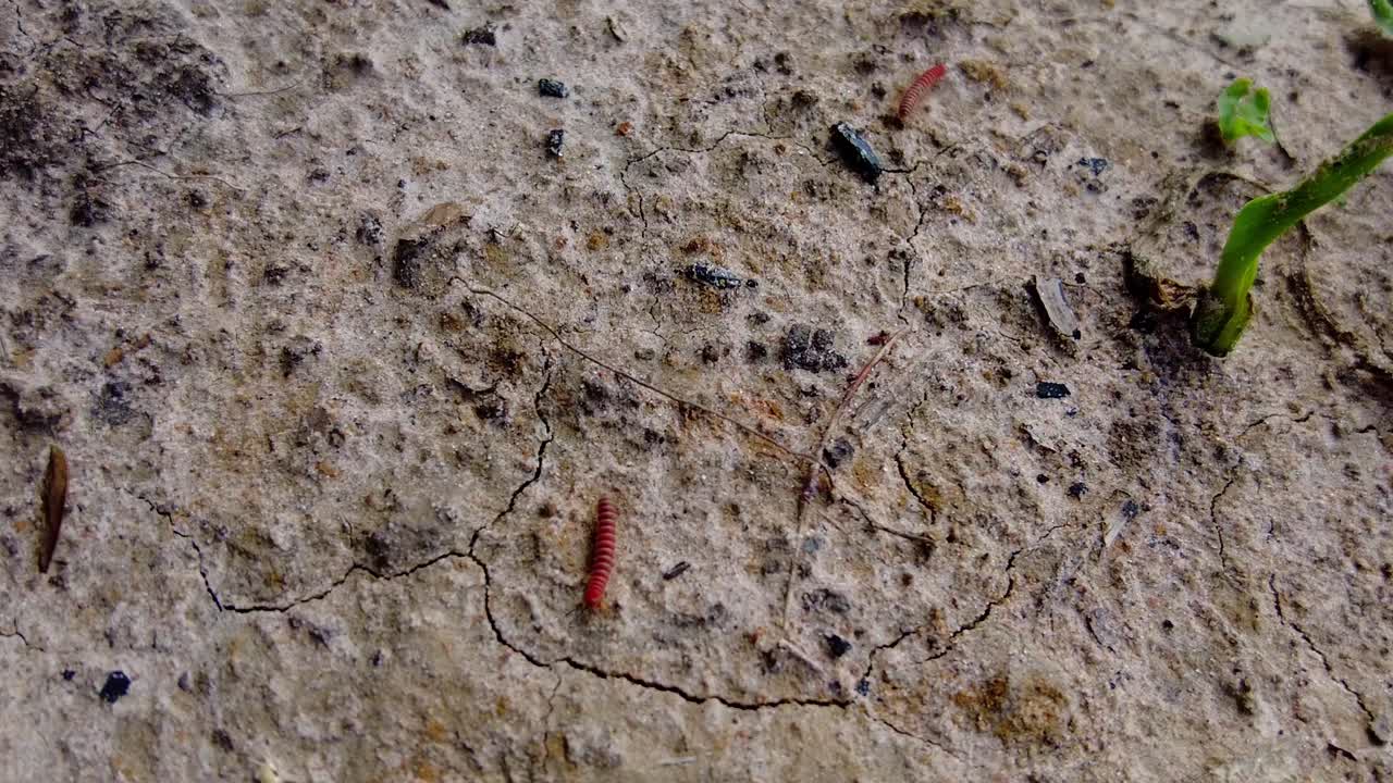 fotografía deslizante de bebés silvestres de milpiés tractor rojo escarlata en el suelo del bosque de gambia, áfrica occidental subsahariana