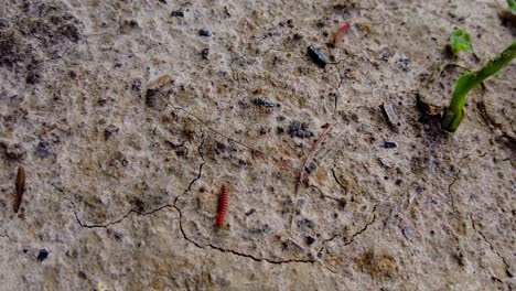 Sliding-shot-of-wild-baby-red-scarlet-tractor-millipedes-on-forest-floor-in-Gambia,-West-Sub-Saharan-Africa