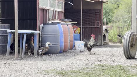 farm with barn and animals