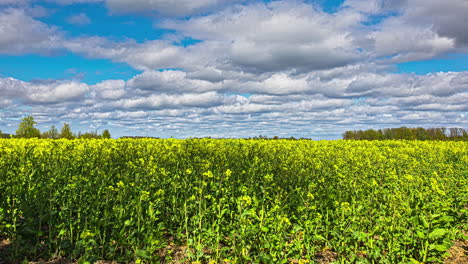 Scenic-Timelapse-Of-Meadow-With-Yellow-Rapeseed,-Blue-Sky,-And-White-Clouds