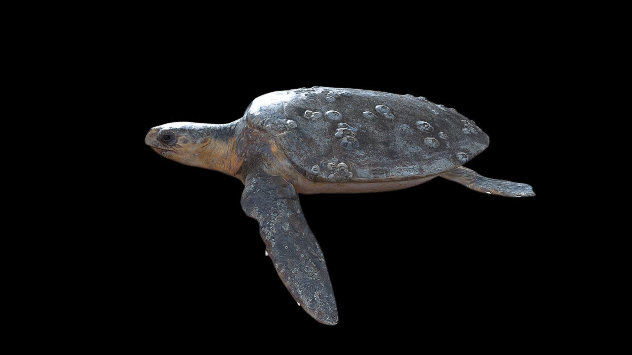 Turtle Swimming With Alpha Channel