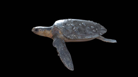 turtle swimming with alpha channel