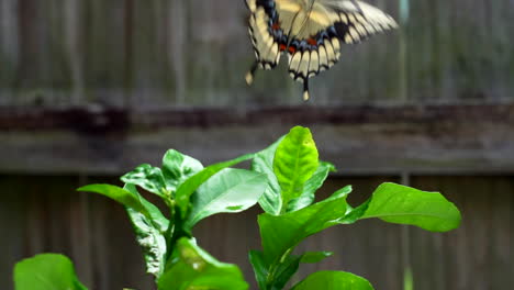 Zeitlupe-Eines-Schmetterlings,-Der-In-Der-Nähe-Eines-Zitronenbaums-Fliegt