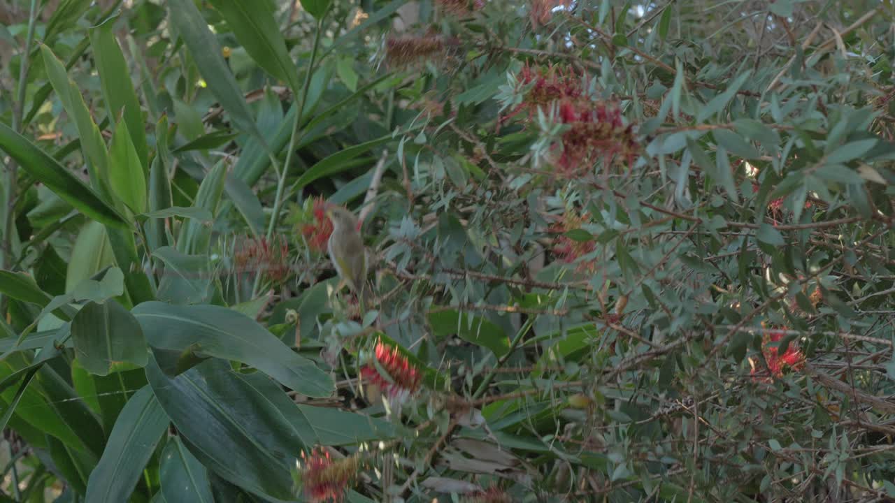 gran pajarito posado y alimentándose de un árbol en el bosque en australia - tiro de ángulo bajo