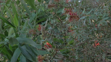 Großer-Laubenvogel,-Der-Auf-Einem-Baum-Im-Wald-In-Australien-Hockt-Und-Sich-Ernährt---Niedriger-Winkelschuss