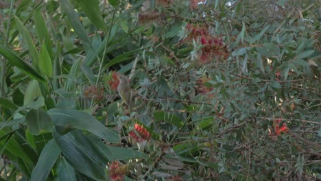 gran pajarito posado y alimentándose de un árbol en el bosque en australia - tiro de ángulo bajo