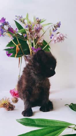 black kitten with floral arrangement