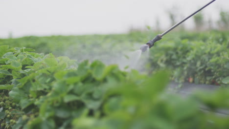spraying strawberries