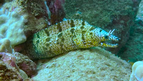 a dragon moray eel hides in a cave surrounded by a coral reef at the bottom of the ocean close-up