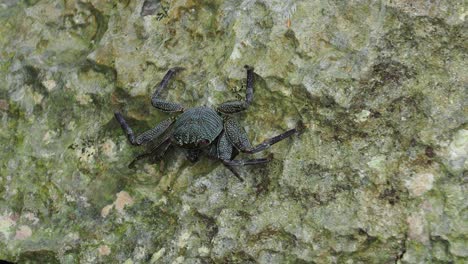 krabben auf den felsen im bellows field beach park