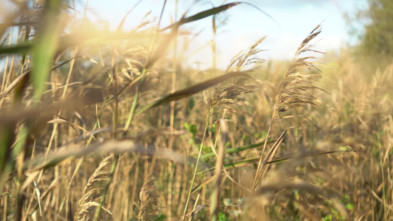 바람에 날리는 황금 갈대와 보리 식물, 클로즈업 카메라 사이드 트럭