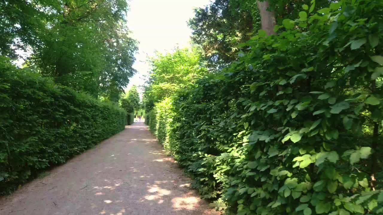 Hyperlapse through beautiful lush green maze hedges on bright sunny day.