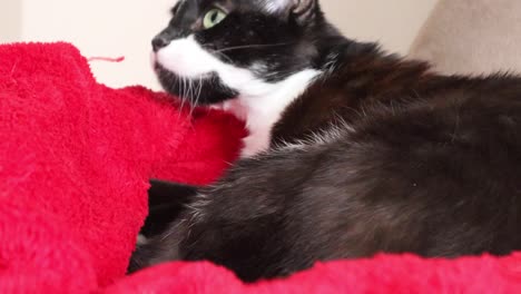 bicolor cat playing with a person while resting on a red blanket - close up