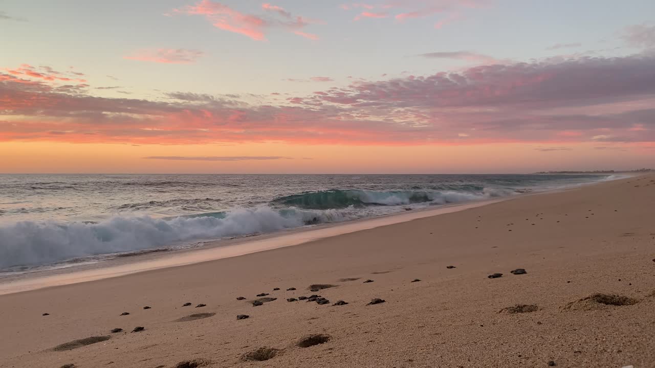 tortuga laúd bebé protegida por los tortugueros sin fines de lucro