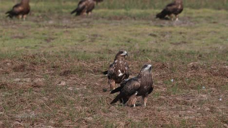 Cometa-De-Orejas-Negras-Milvus-Lineatus-Dos-Individuos-Vistos-En-El-Suelo-Con-Otros-Simplemente-Tomando-El-Sol-De-La-Mañana-Y-Volando-Después-De-Alimentarse,-Pak-Pli,-Nakhon-Nayok,-Tailandia