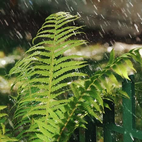 close-up of ferns moved by the breeze with background of falling water. slow motion
