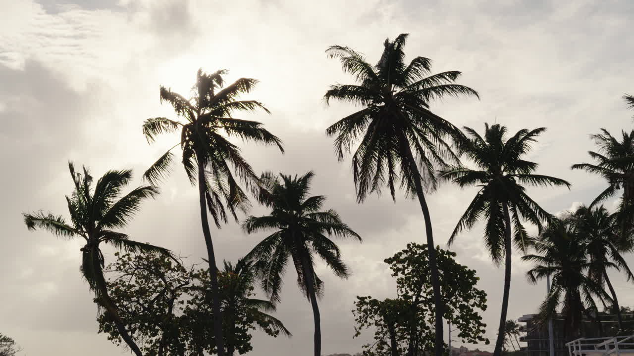 Palm Trees Silhouette Against a Cloudy Sky