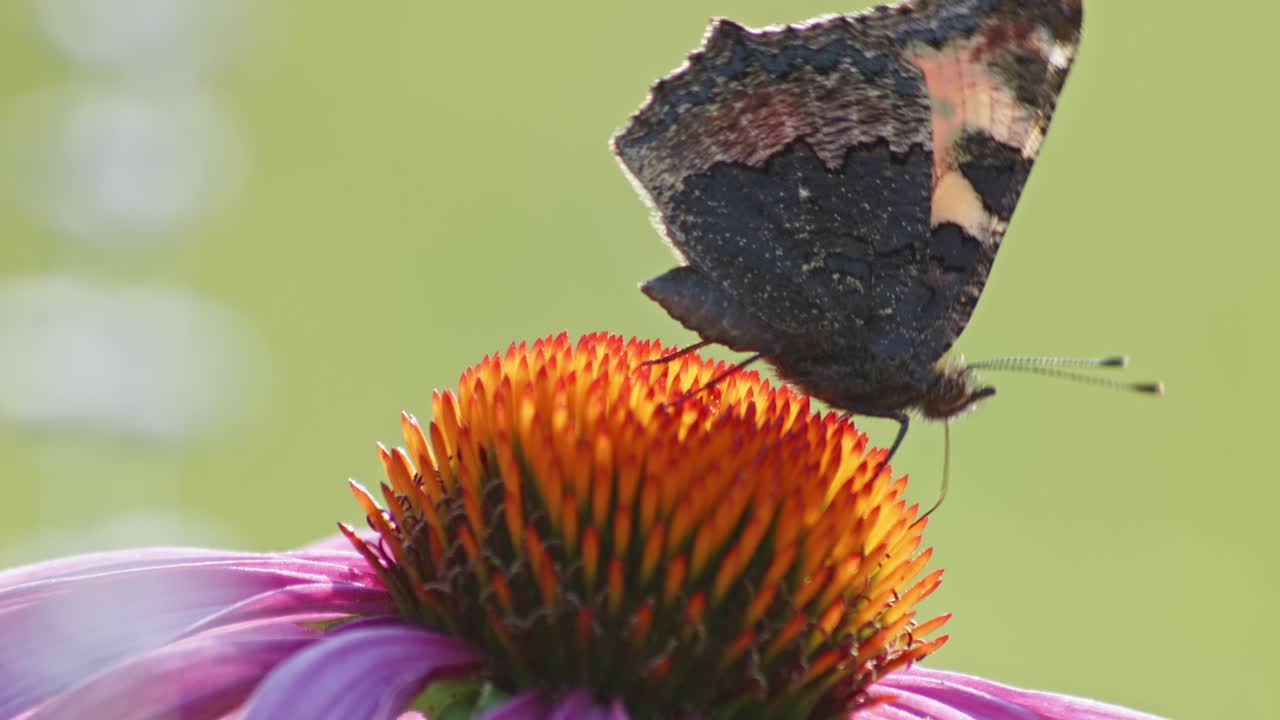 una pequeña mariposa de carey se alimenta de coneflower naranja a la luz del sol-2