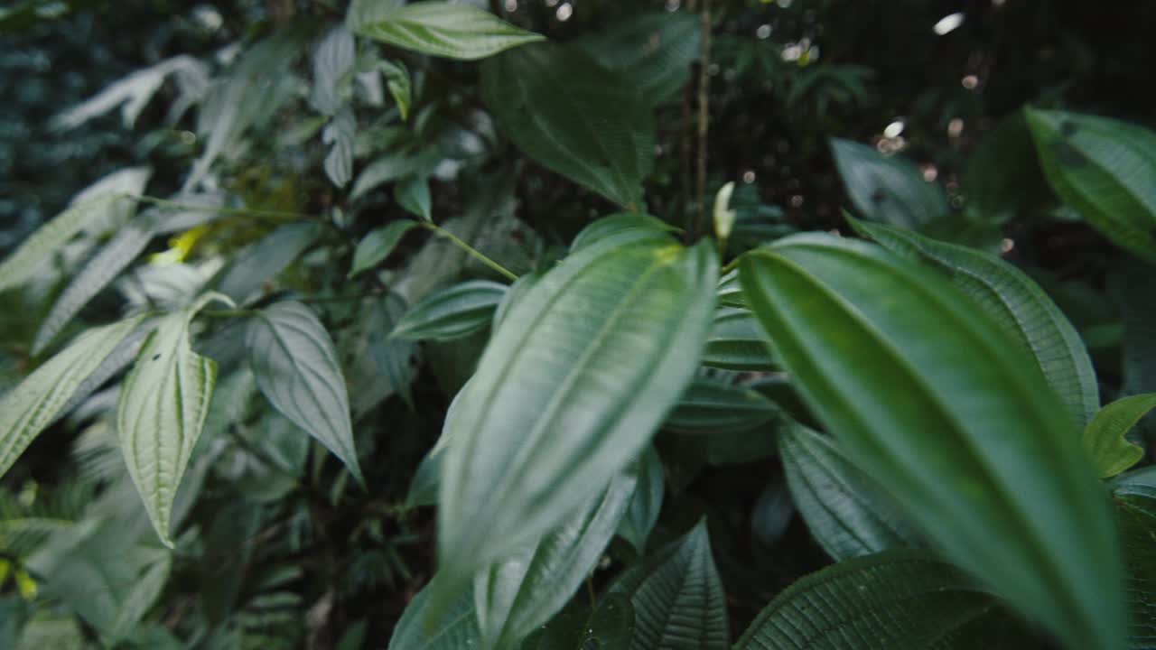 Floresta tropical com plantas no Brasil