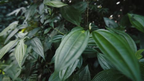 bosque tropical con plantas en brasil