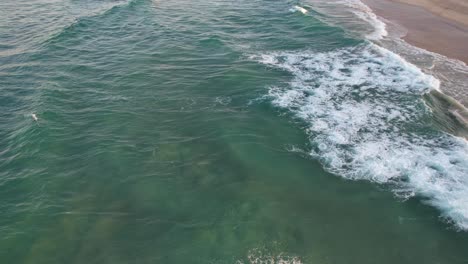 Olas-Agitadas-Con-Crías-De-Foca-Nadando-Cerca-De-La-Playa-De-Spit-En-Gold-Coast,-Queensland,-Australia