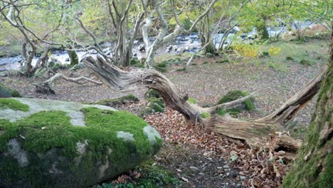 fallen autumn forest woodland tree seasonal nature moss covered boulder wilderness dolly right