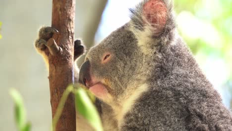 primer plano de un koala frío, phascolarctos cinereus aferrado a un árbol de eucalipto con los ojos medio cerrados, acicalándose y rascándose el pelaje esponjoso con la pata trasera a la luz del día