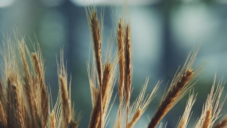 brote medio de las espigas de trigo de un cultivo de cereal dorado listo para cosechar
