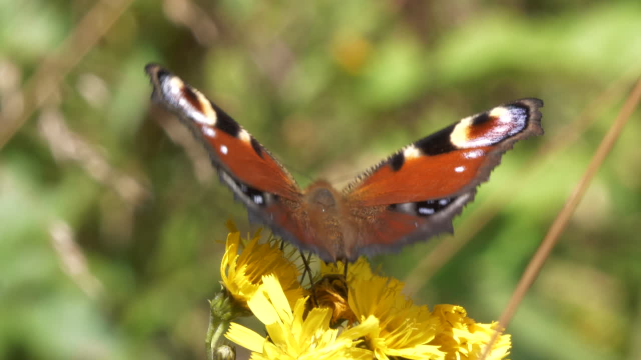 Scatto macro di farfalla marrone-arancione posata su un fiore giallo sotto il sole