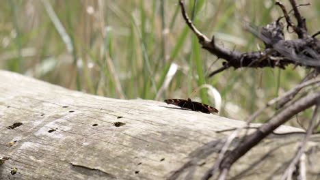 Monarchfalter-Sitzt-Auf-Einem-Toten-Holzstamm-Im-Wald-Und-Fliegt-Davon