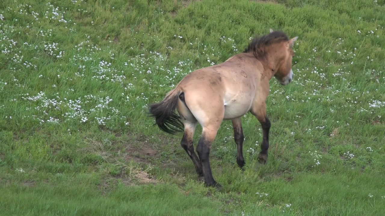 Cavalo de Przewalski de Pé e Caminhando em um Campo Gramado